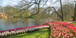 荷兰的库肯霍夫郁金香种植季节