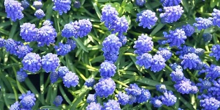 Muscari蓝花