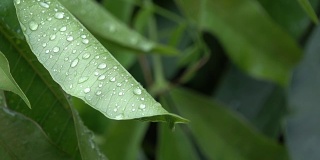 雨后的水滴落在绿叶上