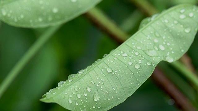 雨后的水滴落在绿叶上