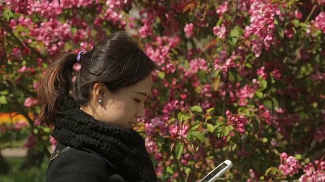 Asian people using smartphone  for take picture tulips flower  Keukenhof farm.  Spring Season