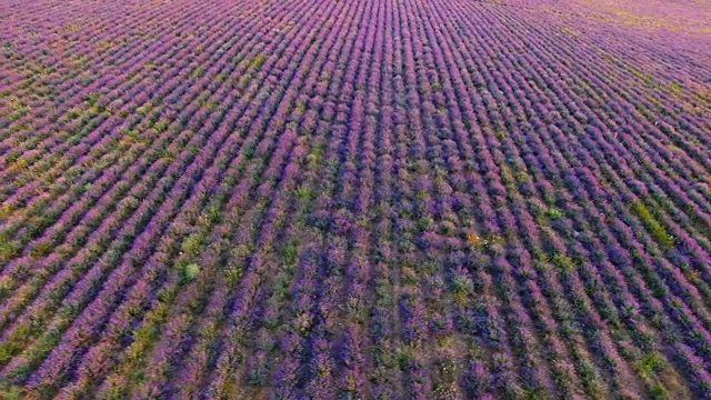日落时的薰衣草种植园，航拍视频