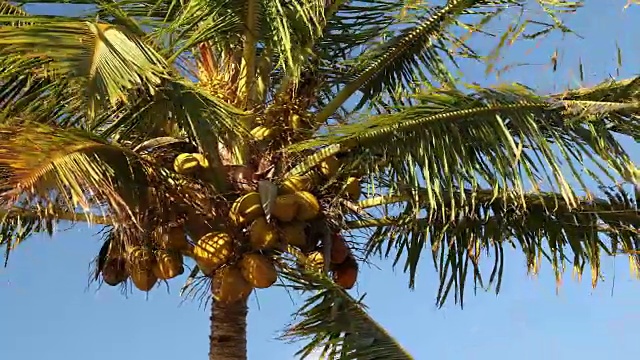 夏威夷有棕榈树和椰子树