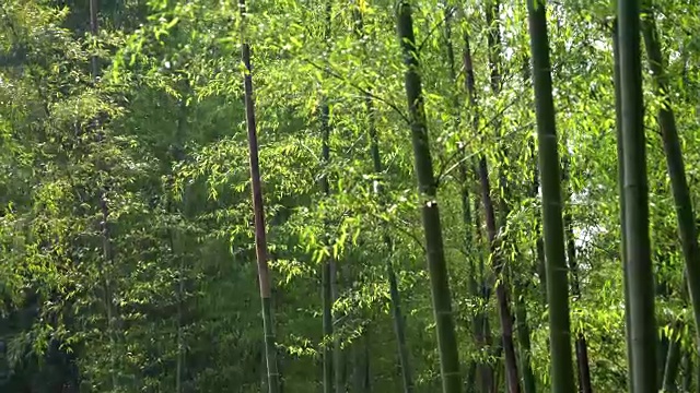 竹林
