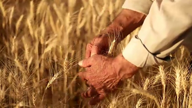 农民在麦田里走着，用手摸着玉米穗