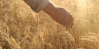 高清慢镜头:农民触摸小麦