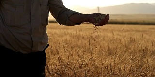 HD超级慢莫:农民的手与小麦谷物