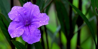 泰国雨季4K牵牛花花