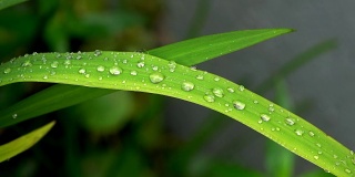 绿植风雨后，泰国清迈省