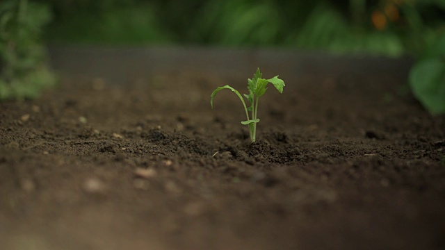 种植蔬菜幼苗