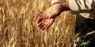 HD超级慢莫:农民的手与小麦谷物
