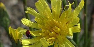 瓢虫在黄色的花上