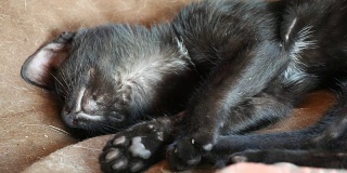 黑猫睡觉
