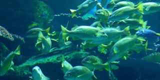 水族馆内有鱼类和珊瑚，色彩斑斓的热带鱼类