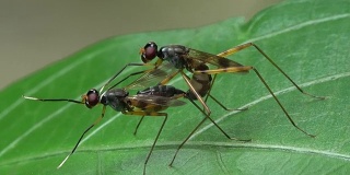 Insect are mating on a leaf