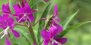 甲虫在花中一动不动