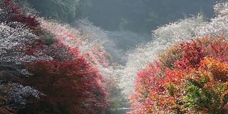 秋红离开原丰田日本名古屋