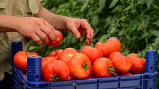 番茄温室视频素材模板下载