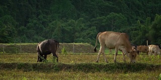 一群牛在吃草。