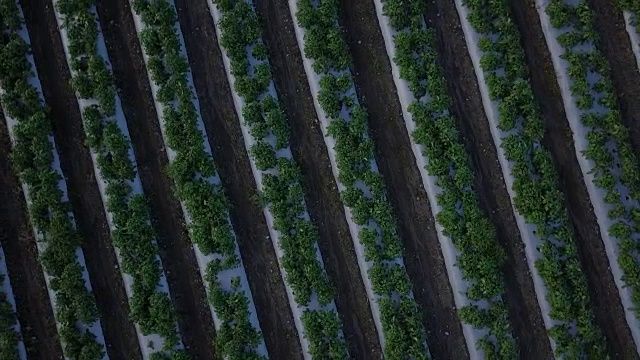 鸟瞰图飞过一排排年轻的绿色植物农田