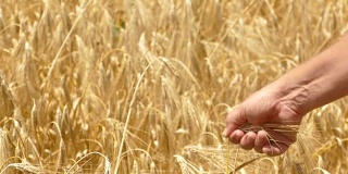 农民检查小麦的成熟度