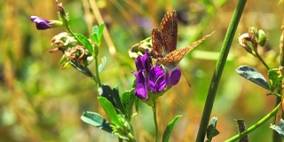 草原上的蝴蝶——巴塞罗那