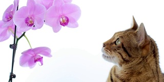 动物Cinemagraph(在运动的照片)的猫与一朵花