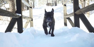 一条法国斗牛犬走在雪道上
