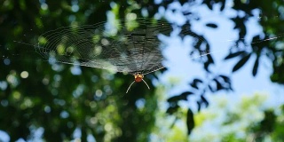 泰国森林里蜘蛛网上的蜘蛛。