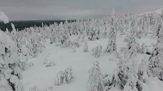 芬兰拉普兰航空镜头-大雪森林视频素材模板下载