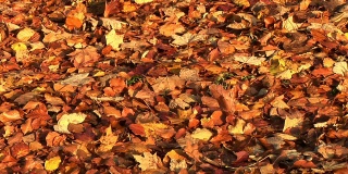 地板上的秋叶