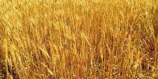 HD CRANE:黄金小麦