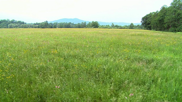 HD CRANE:春天的草地