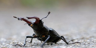 甲壳虫在柏油路上爬行。Lucanus cervus