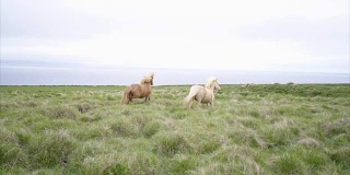 冰岛马在草地上奔跑，春天的慢镜头