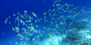 一群黄色尾巴的fusilier, Caesio cuning，沿着印度尼西亚拉贾安帕的珊瑚圈移动
