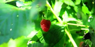 树莓-花园里新鲜的成熟和未成熟的树莓-马林