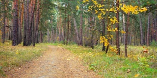 乡间小路在美丽的秋天森林里。树叶几乎在风中摇曳。
