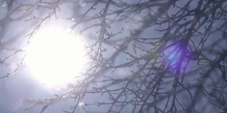 冬季阳光场景与散焦雪花与闪闪发光的雪花，太阳在框架与镜头耀斑和无叶的树枝在蓝天背景在慢动作。