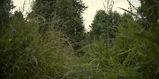 雨后，镜头穿过茂密的草丛。慢动作视频