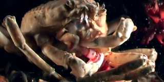 海蟹在海底寻找食物，在水下捕食虾。