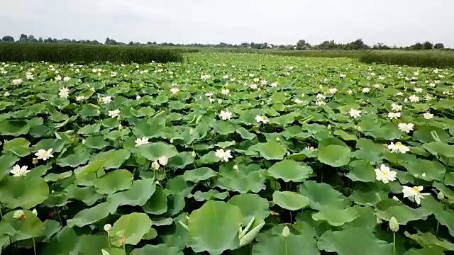 俄罗斯克拉斯诺达尔边疆区公路附近的湖上盛开的荷花，令人惊叹的无人机镜头。