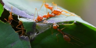 蚂蚁是一个团队来建造它们的巢穴