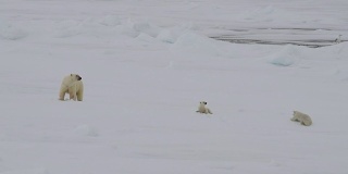 北极熊和幼崽