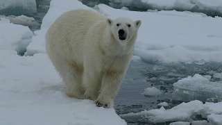 北极熊在冰上视频素材模板下载