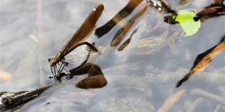 蜻蜓在水下从高处产卵