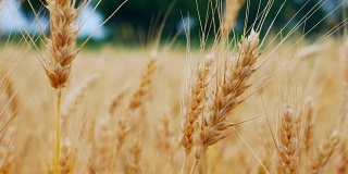 麦田的成熟小麦穗。丰收的概念。