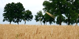 麦田的成熟小麦穗。丰收的概念。