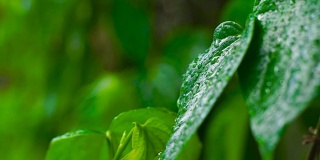 夏雨过后，水滴在绿叶上。近距离观察雨林中热带植物绿叶上的雨滴。雨林中湿漉漉的树叶上的晨露