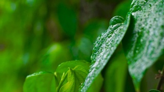 夏雨过后，水滴在绿叶上。近距离观察雨林中热带植物绿叶上的雨滴。雨林中湿漉漉的树叶上的晨露视频素材模板下载